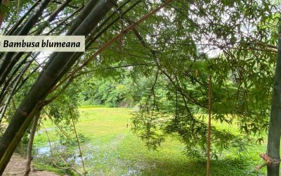 Water Bamboo: Growing bamboo in ponds, swamps and wetlands