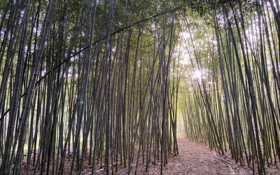 Clearing the air: Planting bamboo to curb climate change
