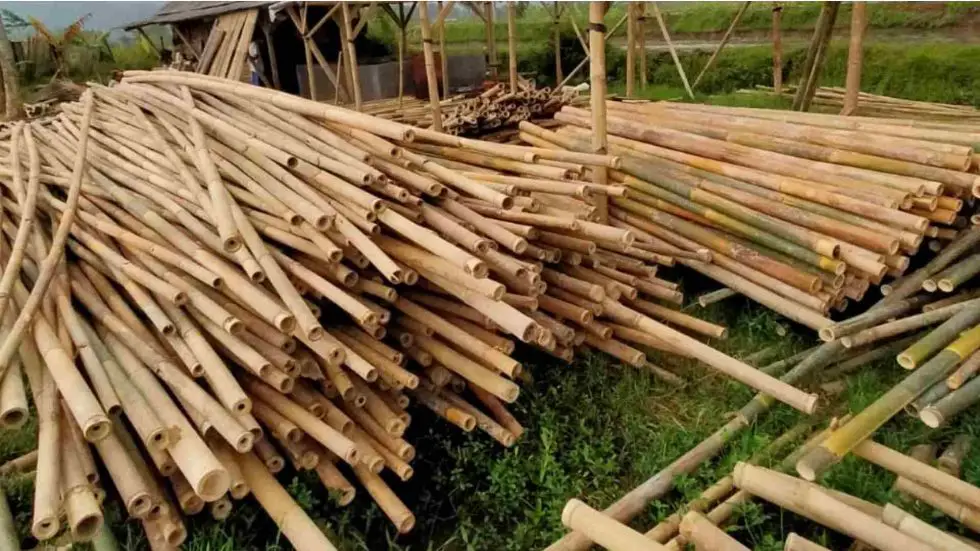 Harvesting Bamboo When, why and how Bambu Batu
