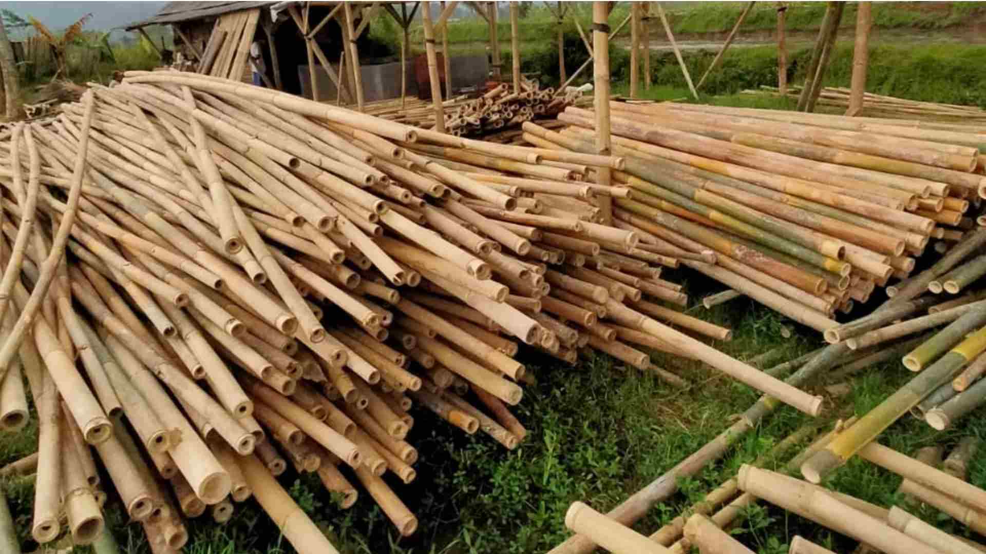 Gigantochloa apus bamboo poles