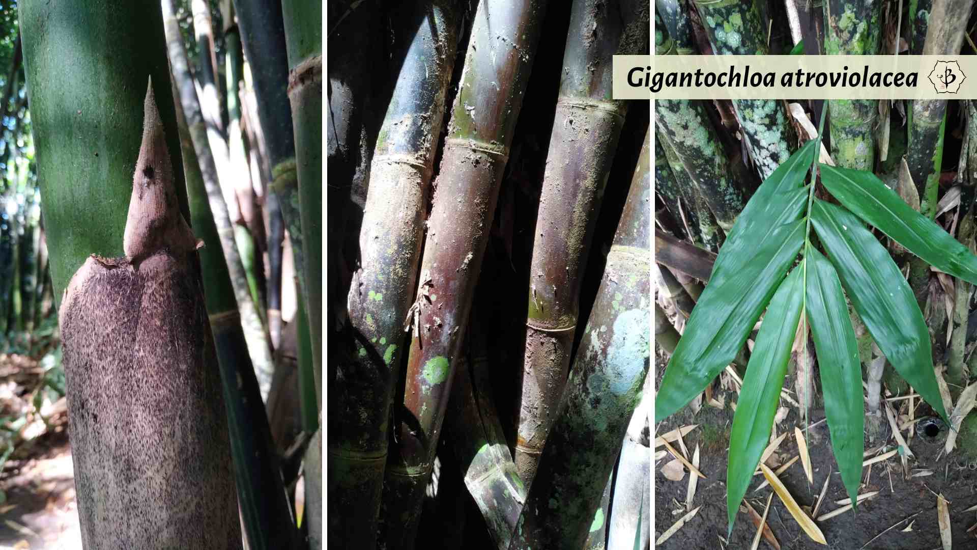 Gigantochloa atroviolacea java black bamboo