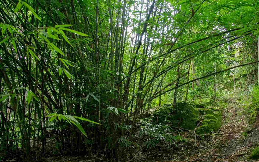 Gigantochloa atter giant bamboo