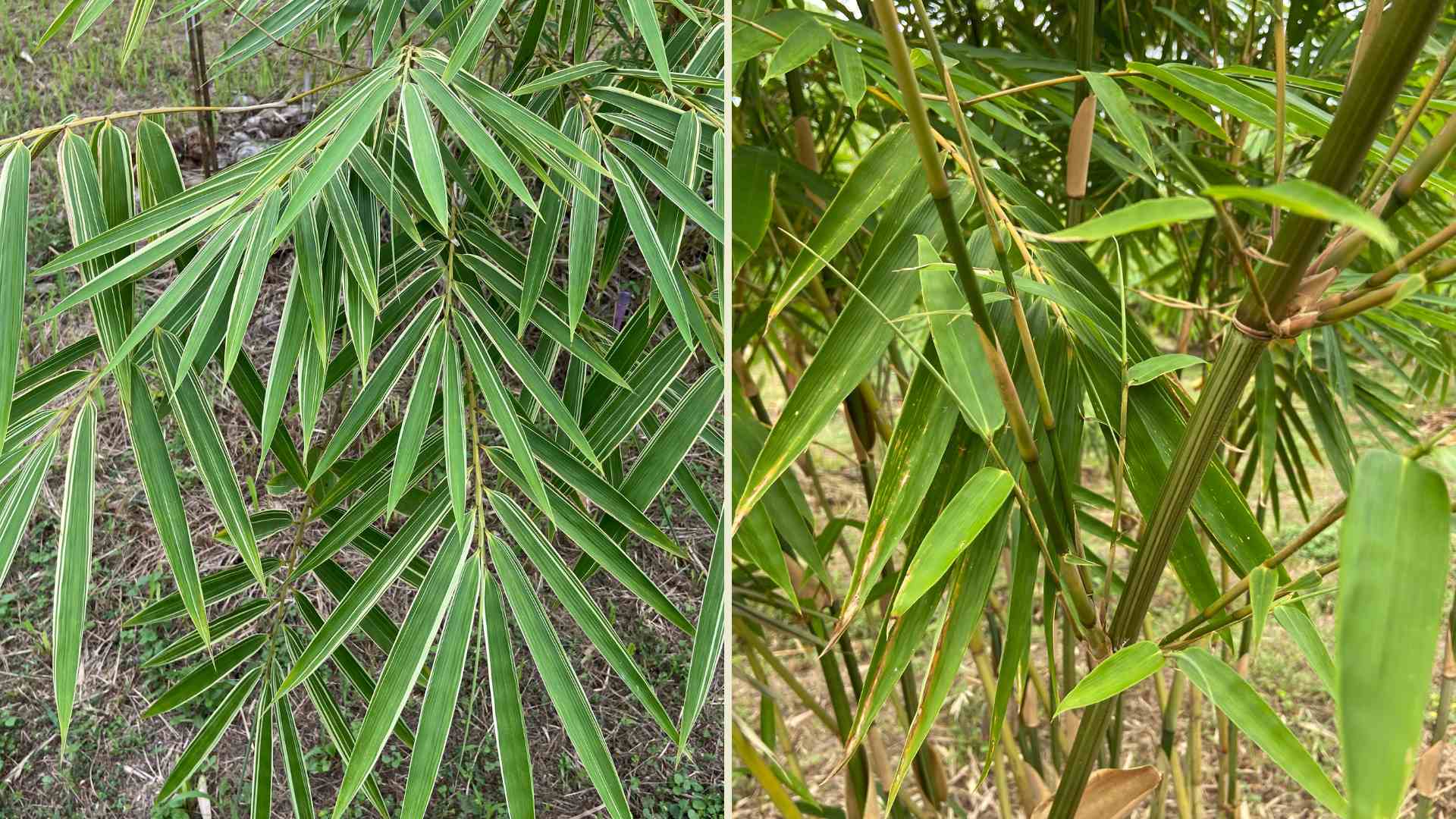 Gigantochloa balui Hornaday