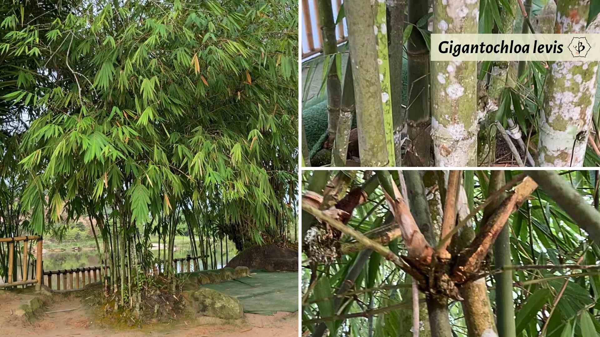 Gigantochloa levis bamboo species