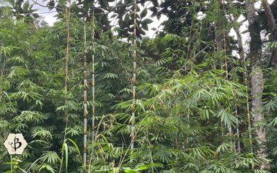 Genus Gigantochloa: Bamboo giants