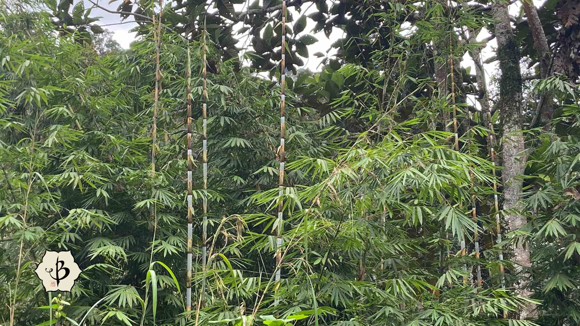 Gigantochloa scortechinii Hornaday