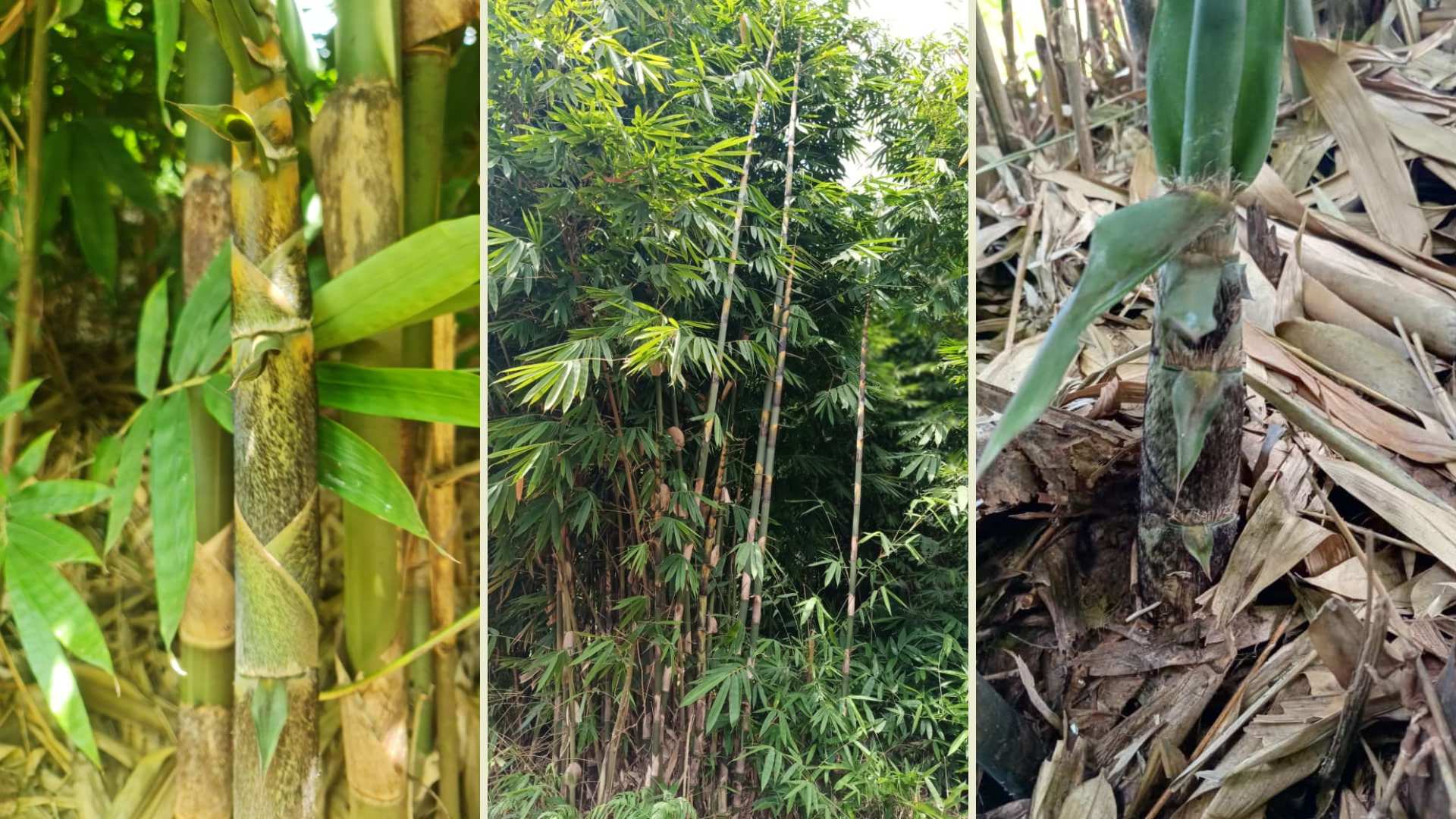 Gigantochloa species