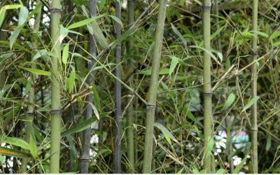 Bambusa oldhamii: Chinese timber bamboo