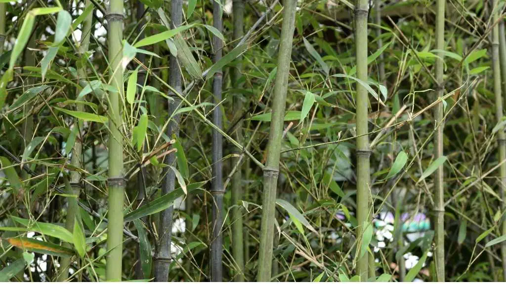 Bambusa oldhamii: Chinese timber bamboo
