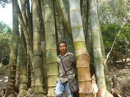 D sinicus giant bamboo