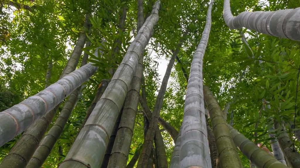 The world’s biggest bamboo: Dendrocalamus sinicus