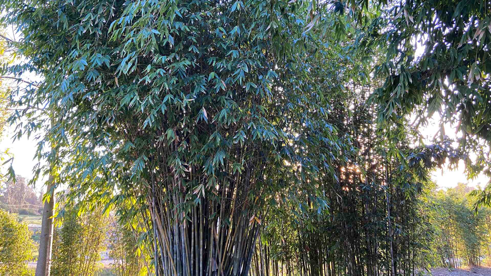 Dendrocamus minor Mesa bamboo nursery