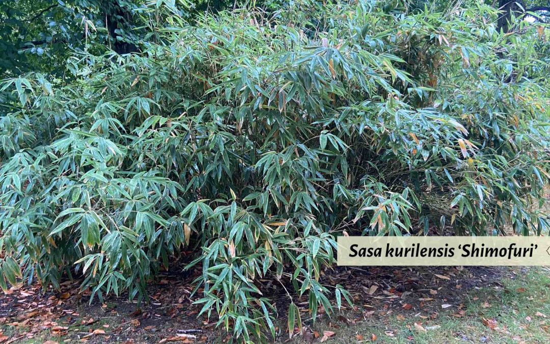 Sasa kurilensis Shimofuri Hornaday