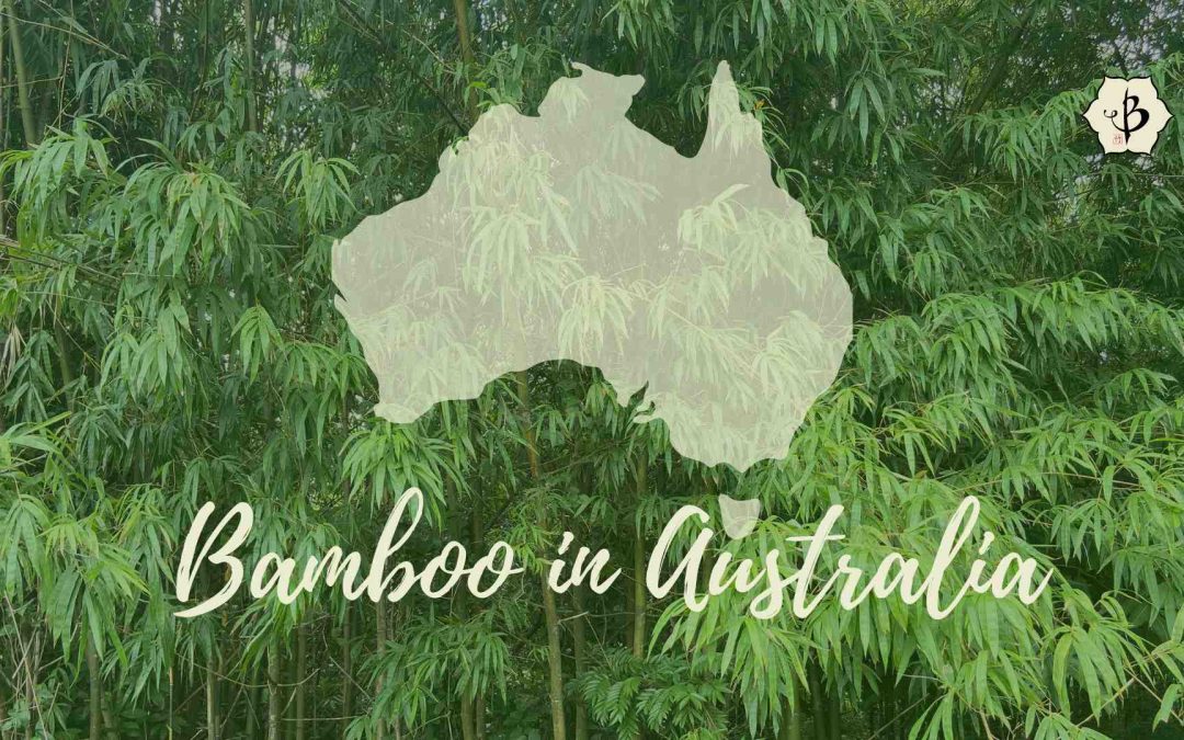 Bamboo in Australia: Clumpers from Down Under