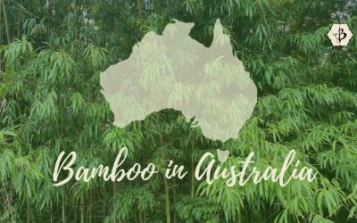 Bamboo in Australia: Clumpers from Down Under