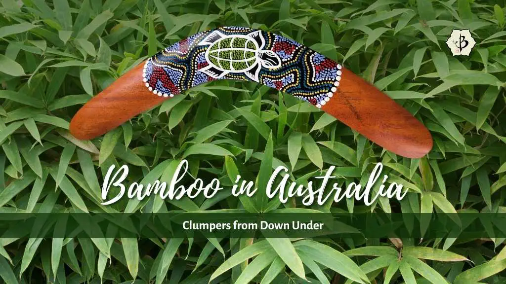 Bamboo in Australia: Clumpers from Down Under