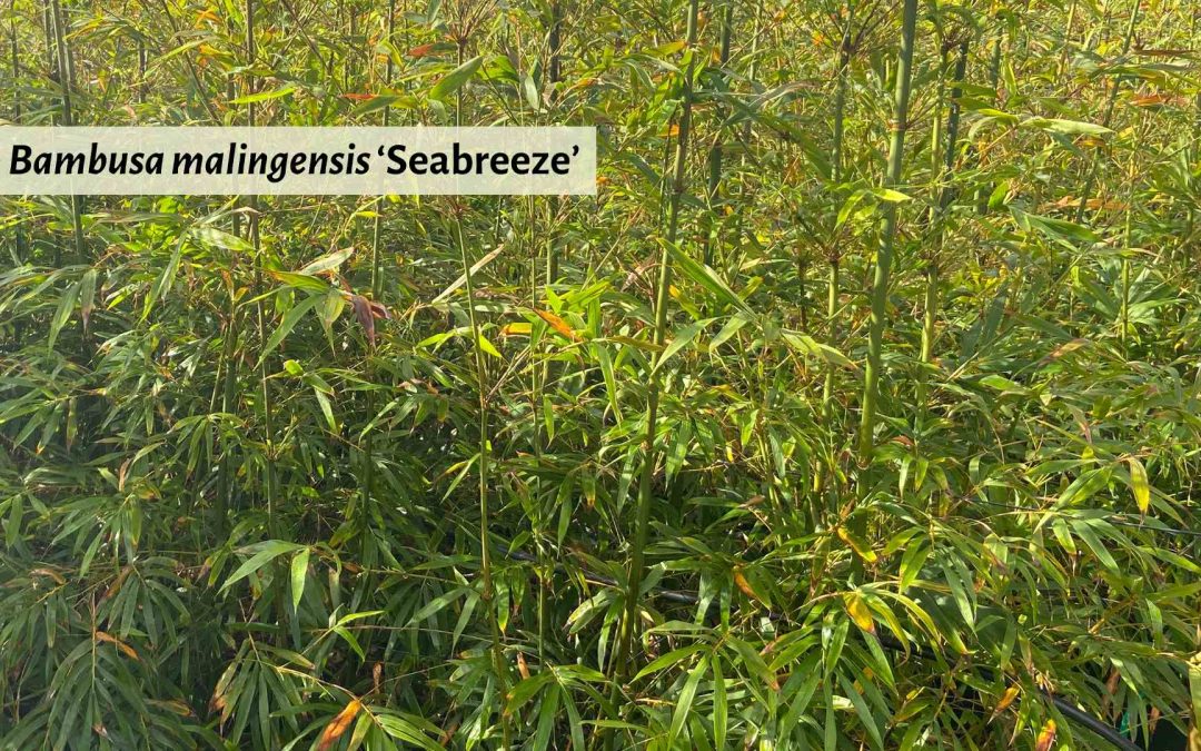 Bambusa malingensis Seabreeze Bamboo hedge