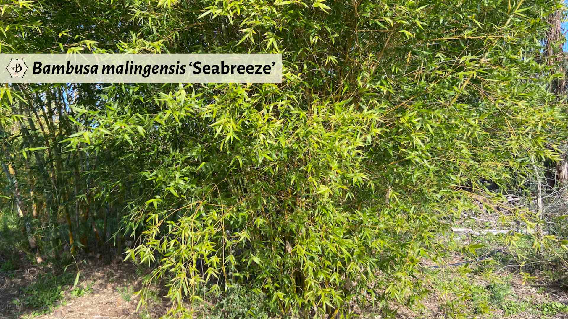 Bambusa malingensis Seabreeze bush