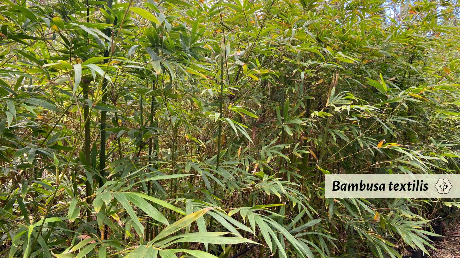 Bambusa textilis bamboo hedge