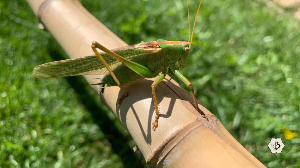 Bamboo Pests: Identification and eradication - Bambu Batu