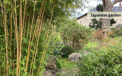 Bamboo for Japanese Gardens