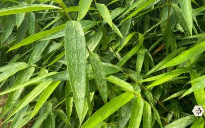 Bamboo Pests: Identification and eradication