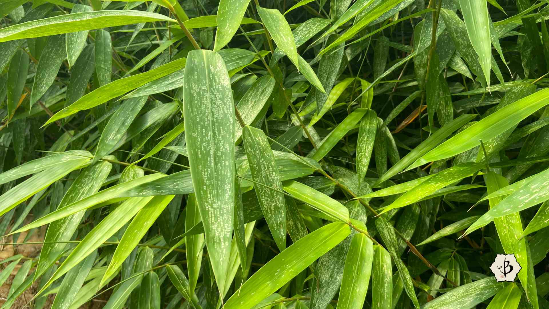 Mites and pests on bamboo leaves