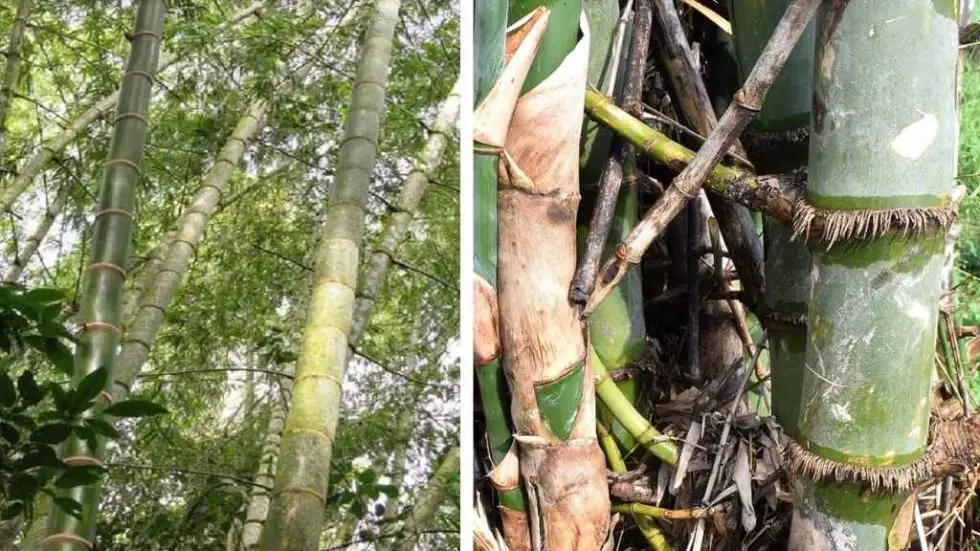 8 Most dangerous bamboo varieties to beware of Bambu Batu