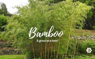Bamboo: A tree or a grass?