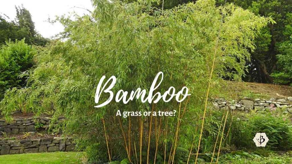 Batu Tree Bamboo: A tree or a grass? - Bambu Batu