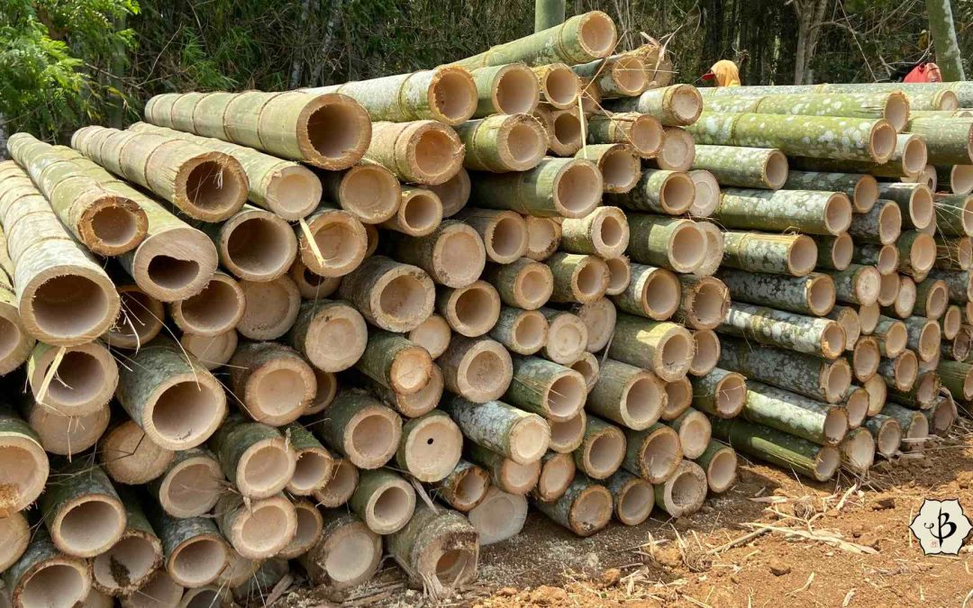 Harvesting Bamboo: When, why and how