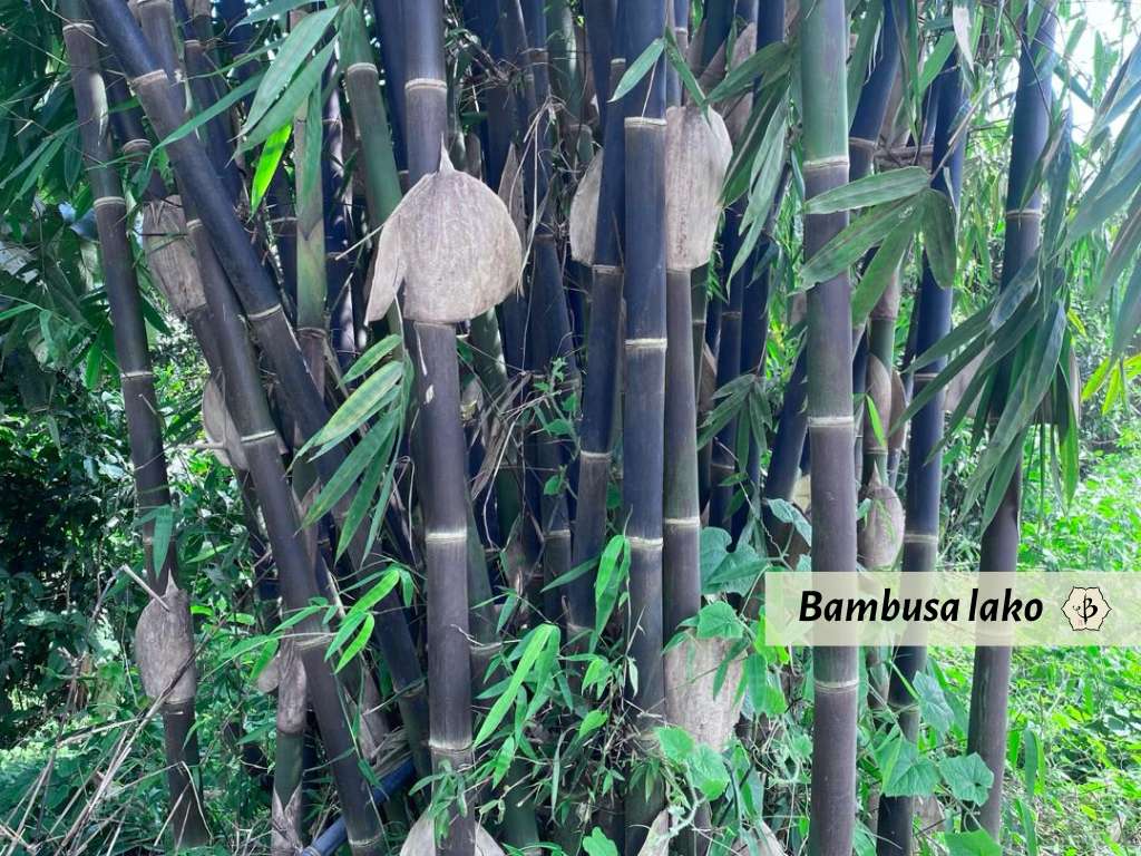 Bambusa lako black bamboo Uganda