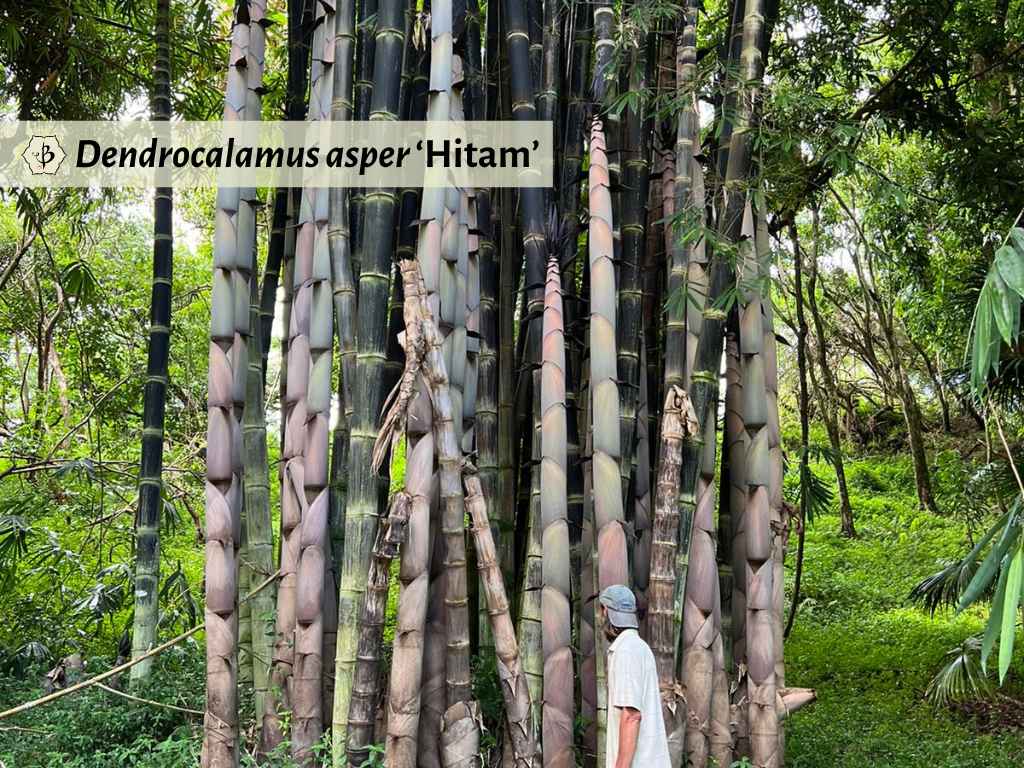 Dendrocalamus asper Hitam Mark Samuels
