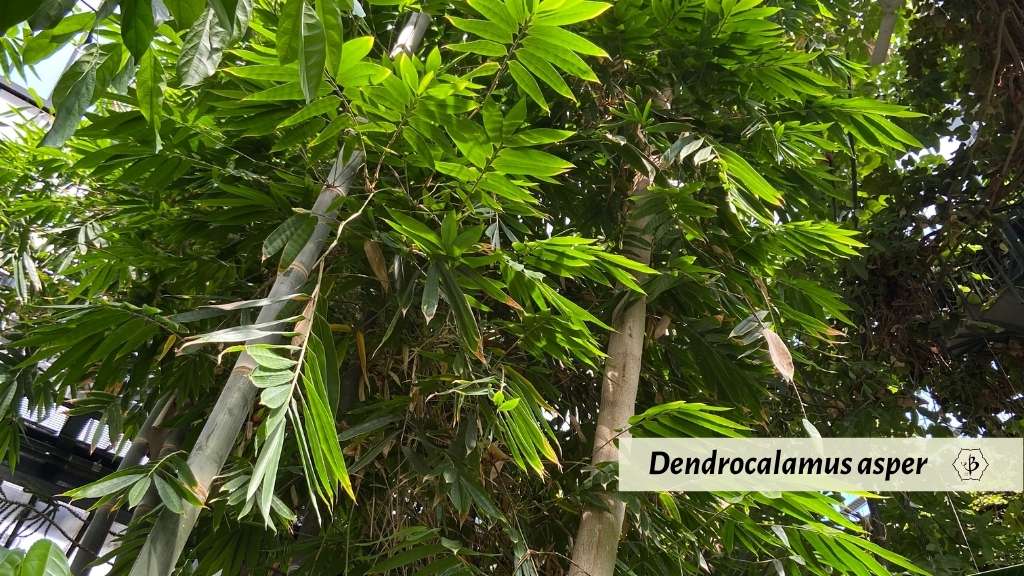 Dendrocalamus asper giant leaves