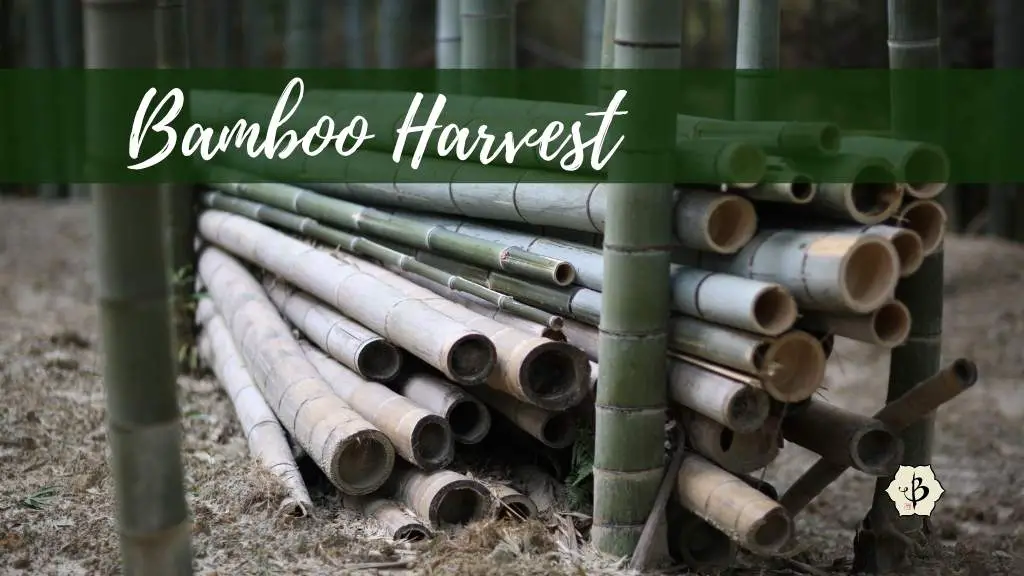 Harvesting Bamboo: When, why and how