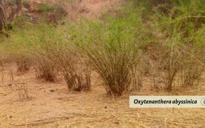 Oxytenanthera abyssinica: Bamboo of the savannah 