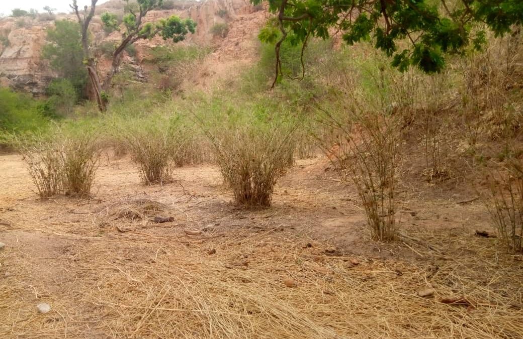 Oxytenanthera abyssinica lowland bamboo Nigeria