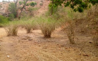 Drought-tolerant bamboo for dry climates