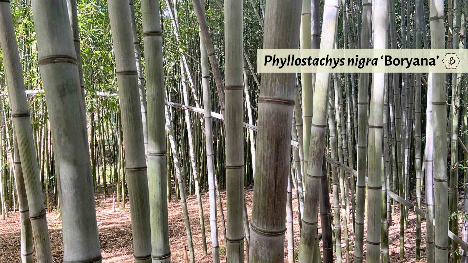 Phyllostachys nigra Boryana timber