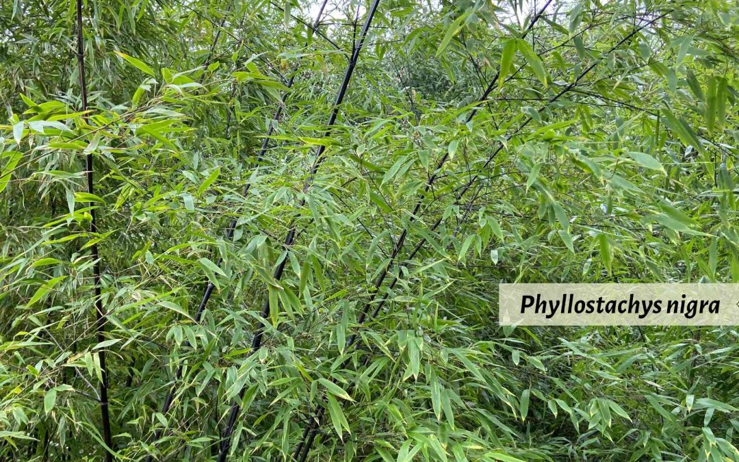 Phyllostachys nigra black bamboo Paris