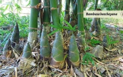 Bambusa beecheyana: Bamboo for cultivation and cuisine