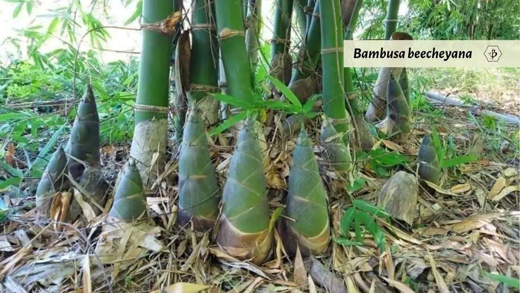 Bambusa beecheyana edible shoots