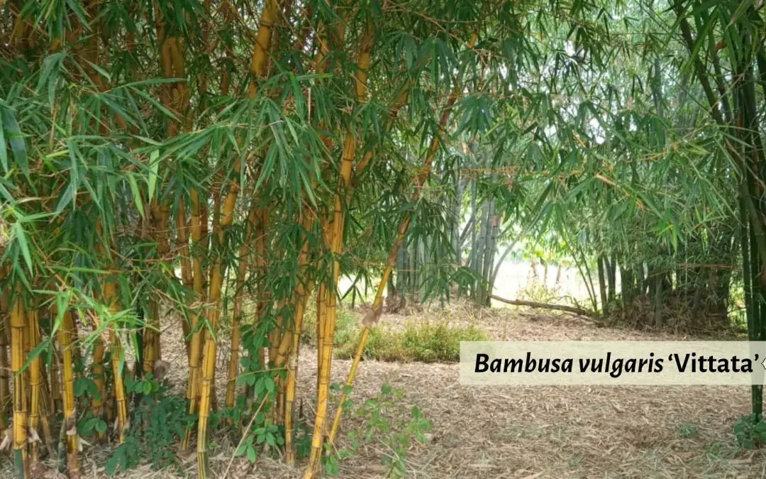 Bambusa vulgaris Vittata Kenya