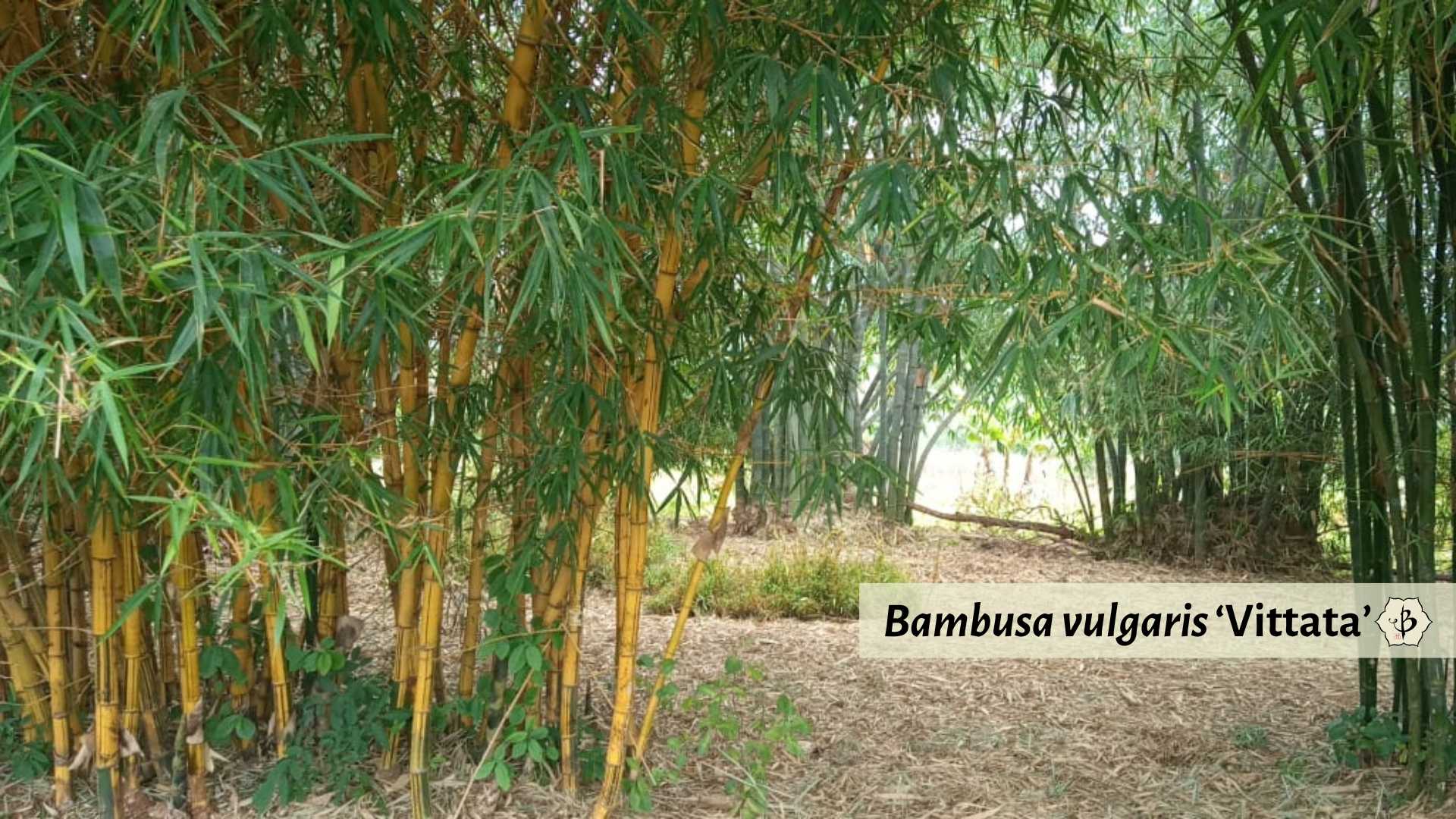 Bambusa vulgaris Vittata Kenya
