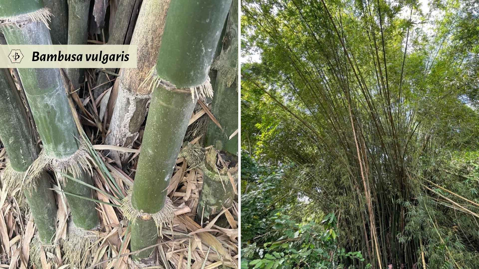 Bambusa vulgaris features in Ghana