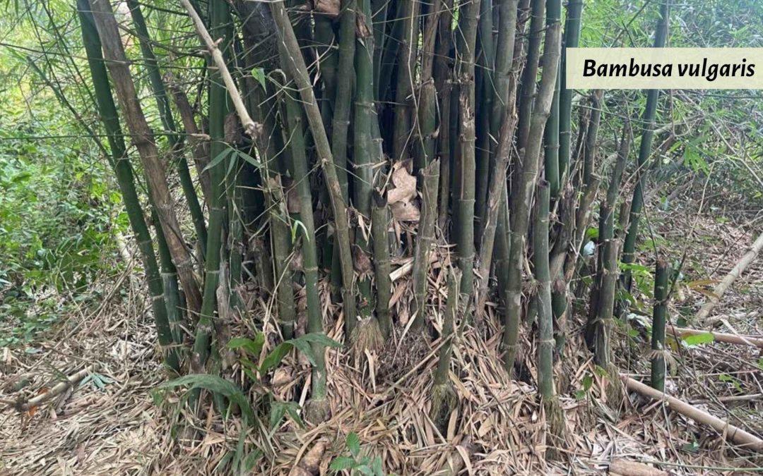 Bambusa vulgaris in Ghana