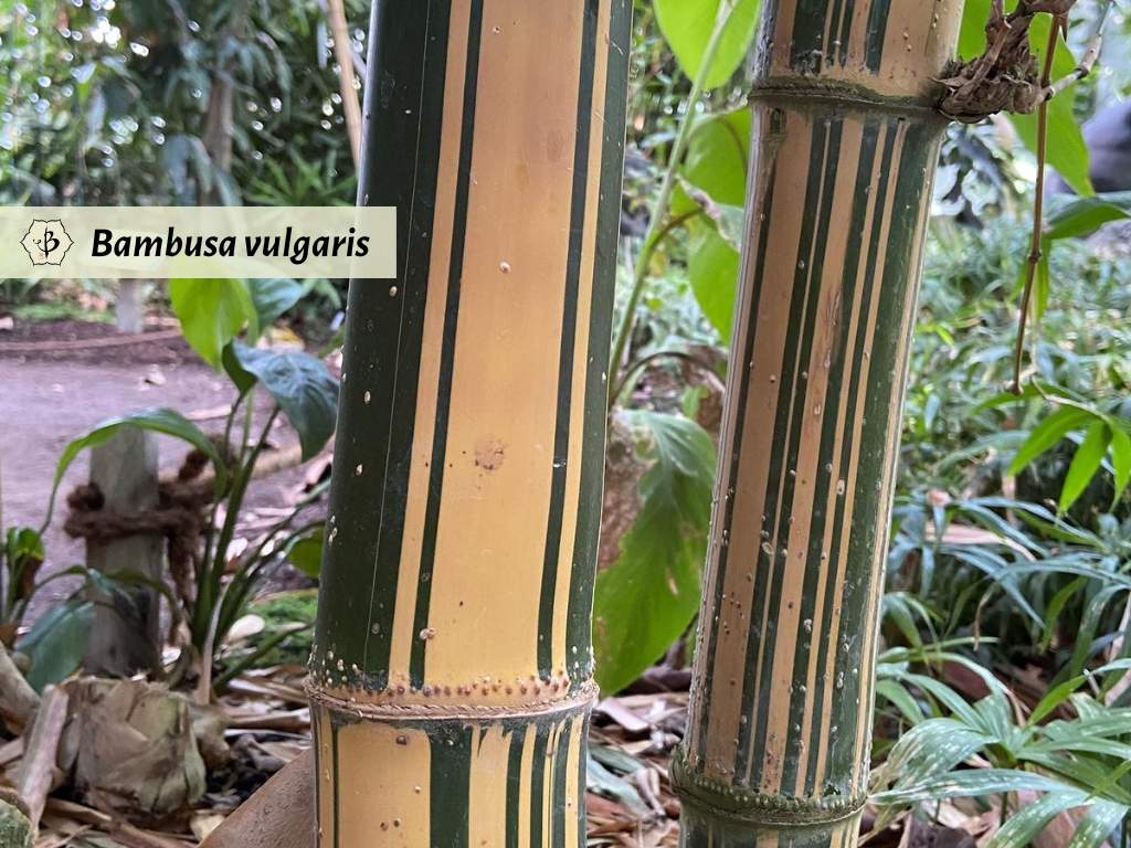 Bambusa vulgaris striped bamboo Hornaday