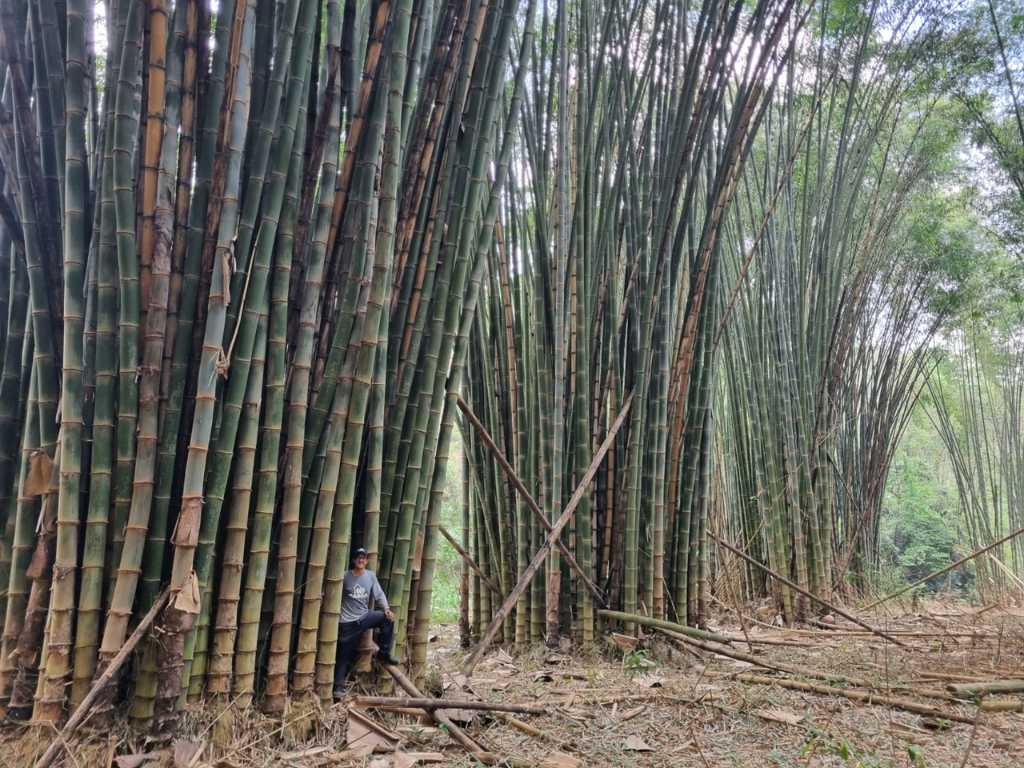 Dendrocalamus asper clumps CASSA