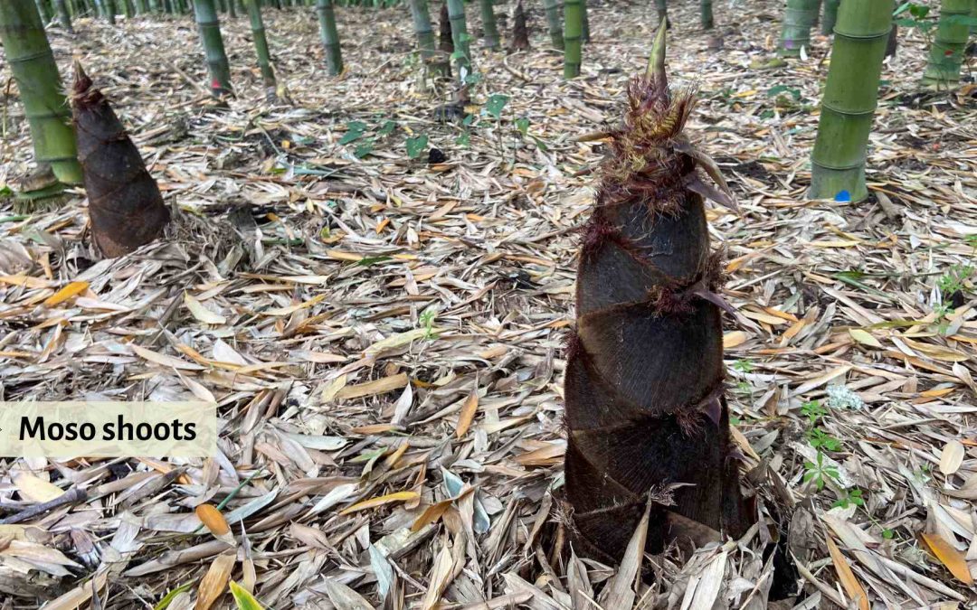 Moso bamboo shoots