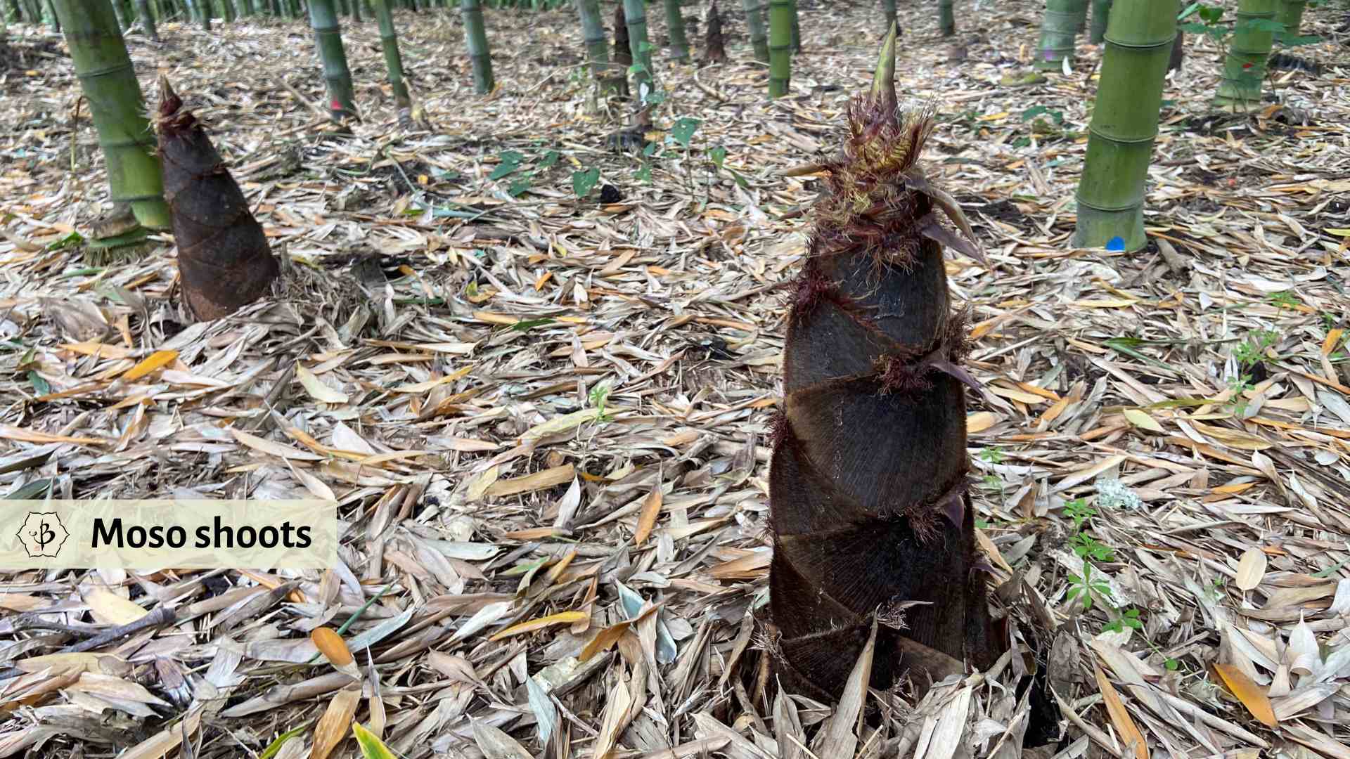 Moso bamboo shoots